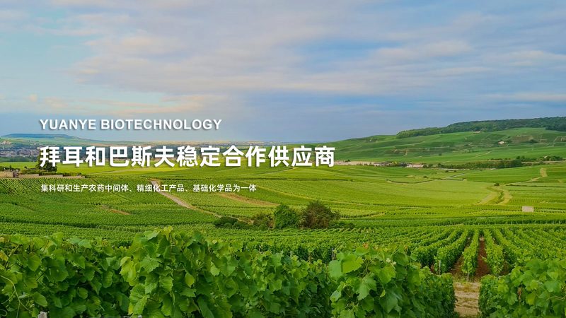 API原料药CDMO报价单：揭秘背后的考量因素